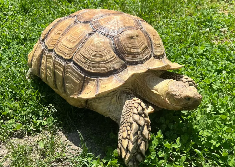 Fifty-Pound Runaway South Jersey Tortoise Returns Home After Adventure