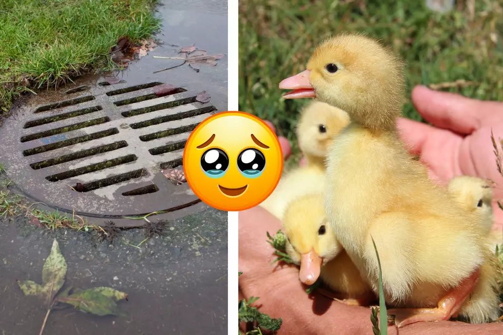 8 Baby Ducks Rescued From Mays Landing, NJ, Storm Drain