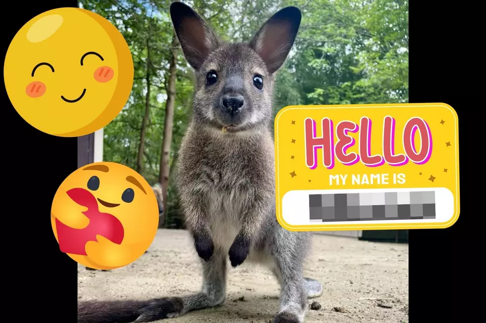 The Cape May Zoo’s Baby Wallaby OFFICIALLY Has A Name!