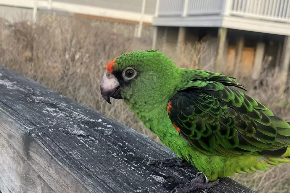 Where’s The Bird?? Parrot On The Loose In Ventnor City, NJ