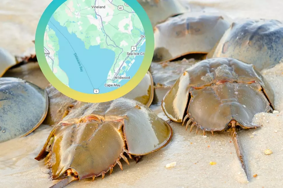 Here’s Where To See TONS Of Horseshoe Crabs Mating On The Beach In South Jersey