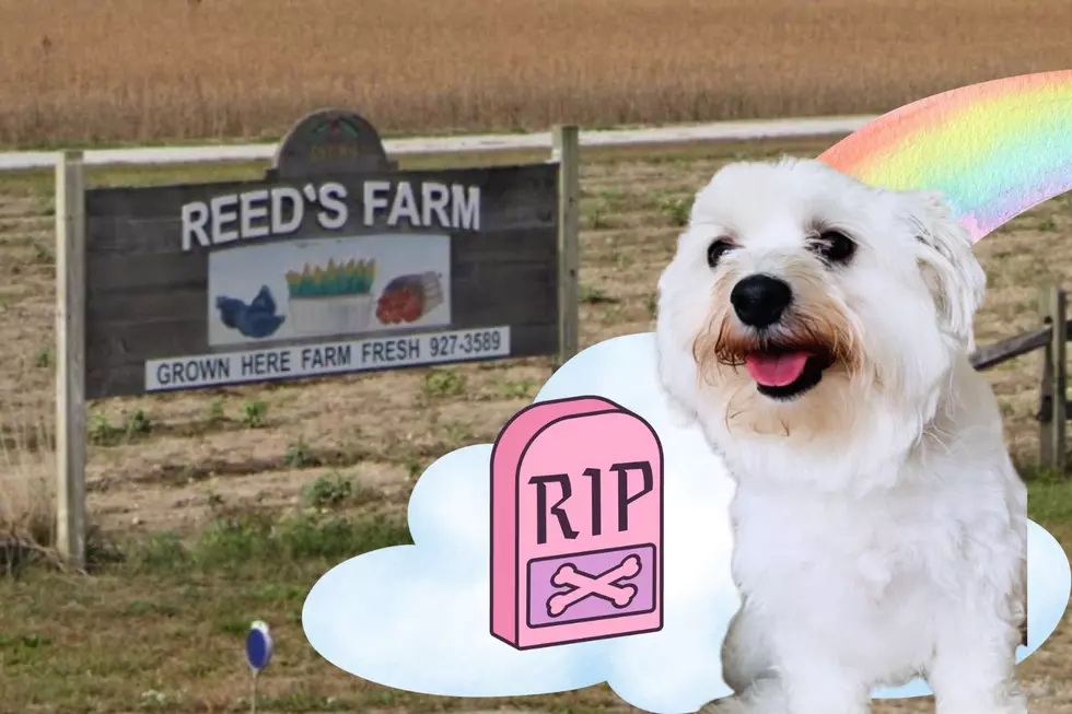 A Fatal Dog Attack In Egg Harbor Township Leaves Local Family Heartbroken