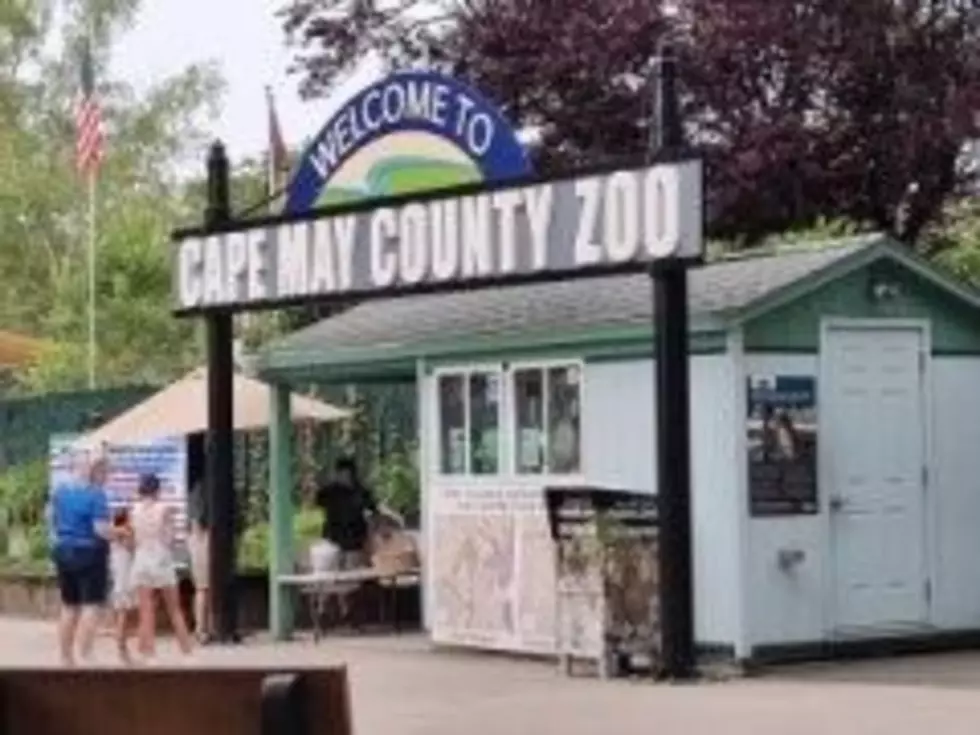 Cape May County Park and Zoo Named Best Free Attraction!
