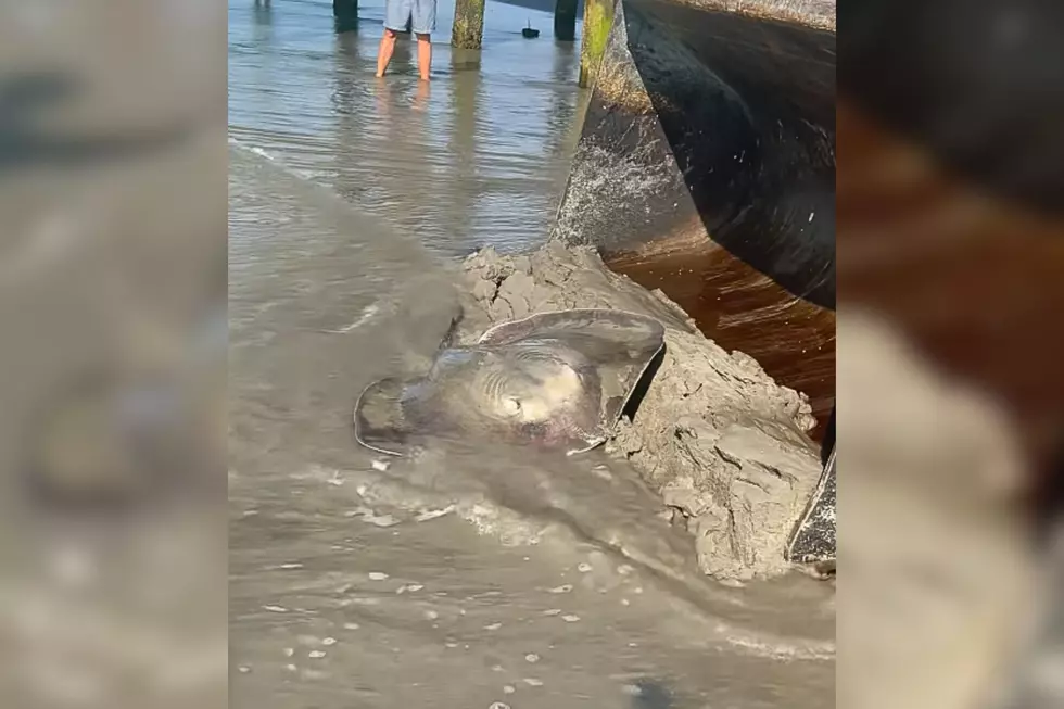 Heroes At Work: Ventnor Public Works Crew Saves Pregnant Stingray