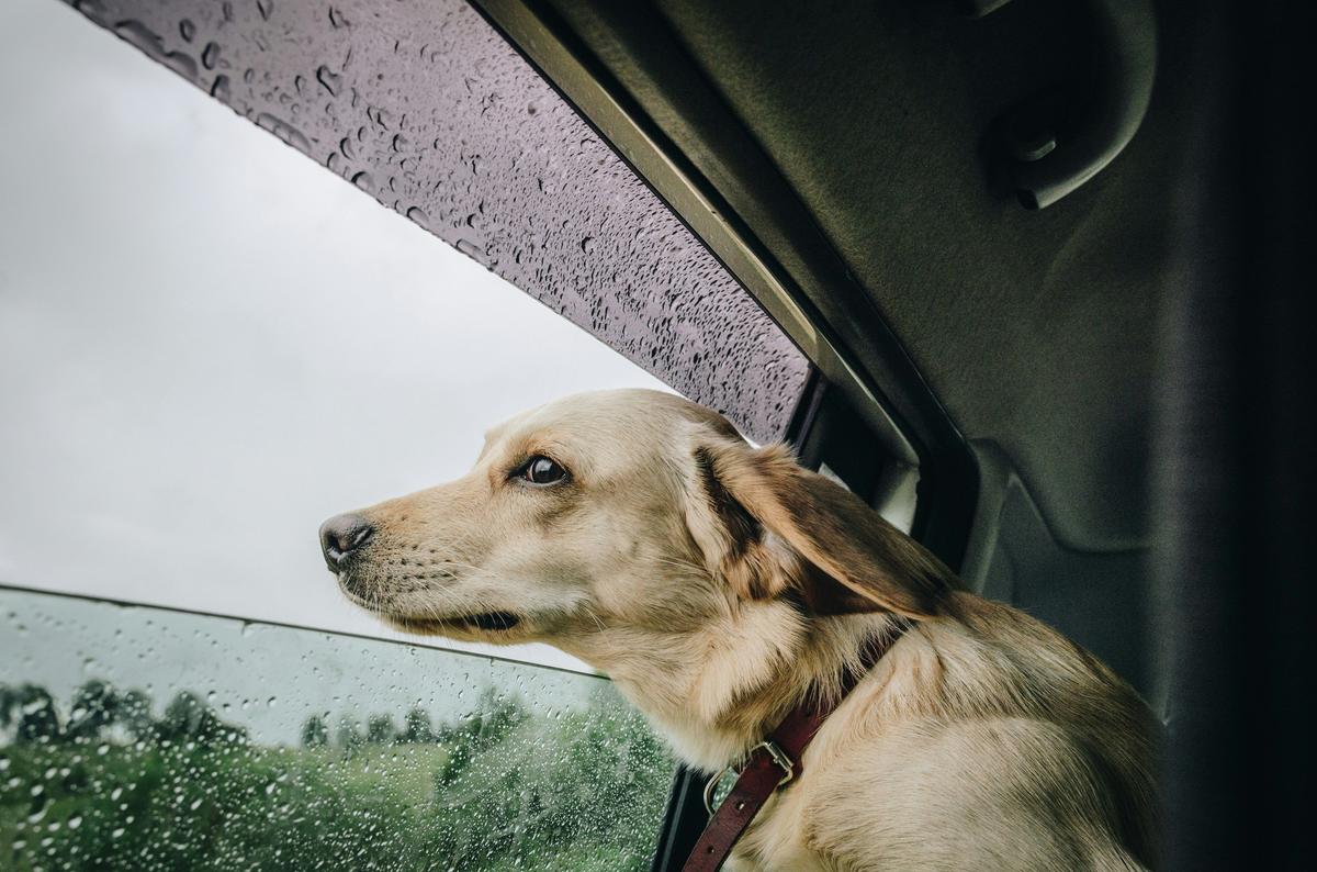 When Your Dog Won’t Pee In The Rain: A New Jersey Survival Guide