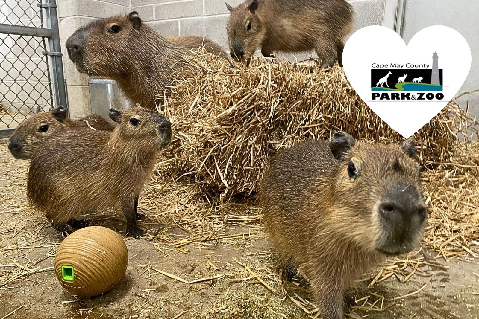 capybara3_4family_3yuさん12-13-2 Cape May Zoo welcomes five more capybara pups | PHL17.com