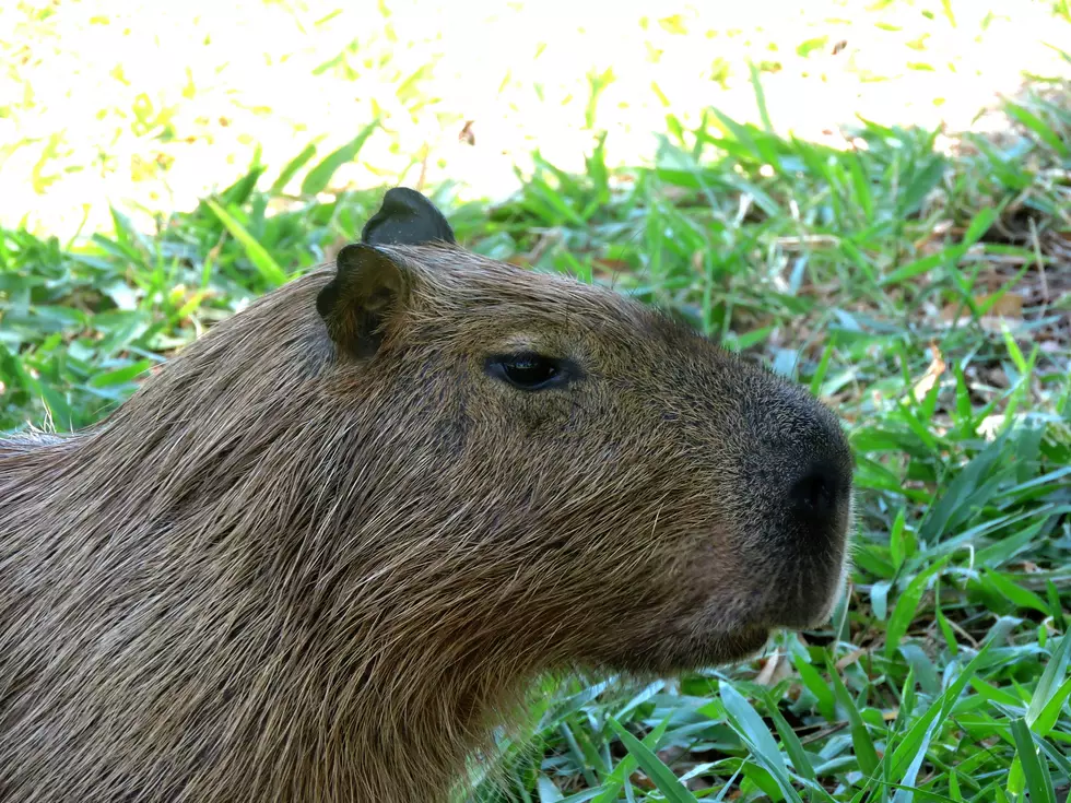 Cape May Zoo Capybara