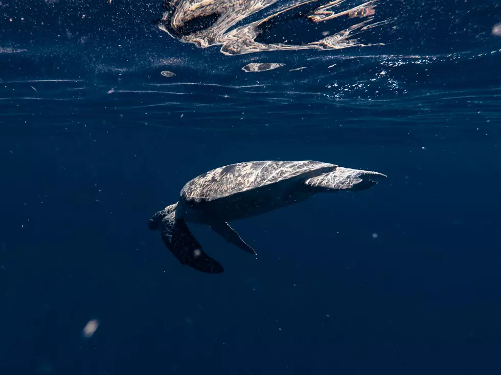 Photo by Timur Kozmenko on Unsplash