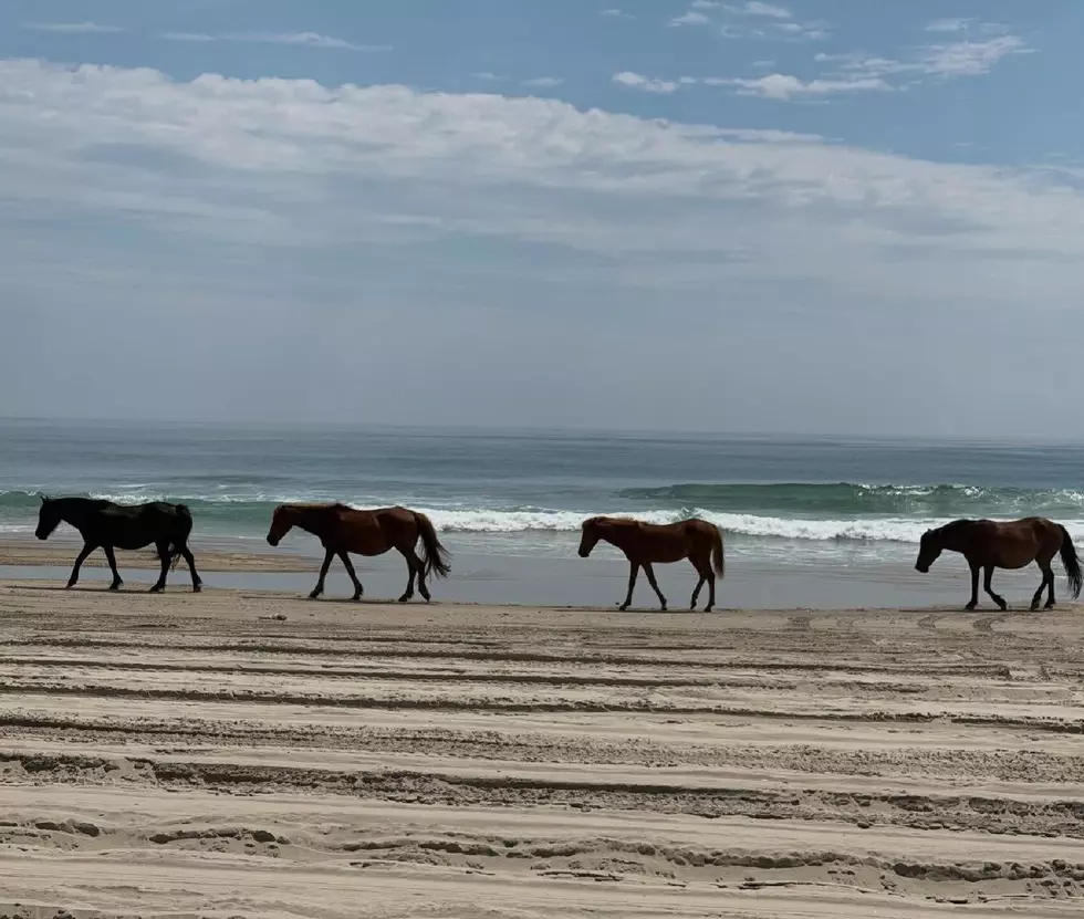 Here’s Why Wild Horses Couldn’t Live at the Jersey Shore
