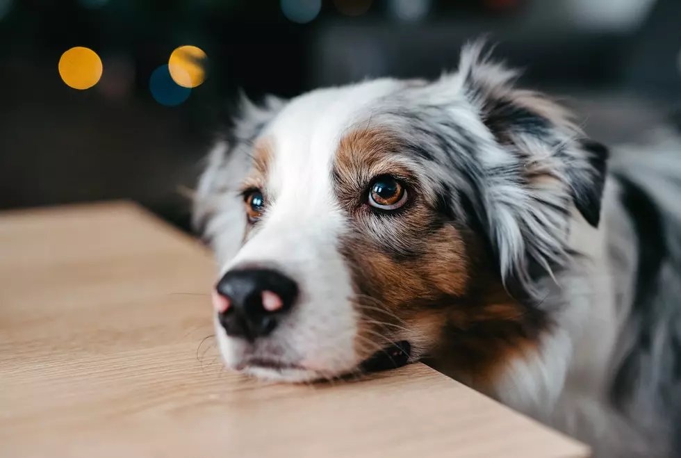 When Kids Go Back To School, Your Dog Will Notice