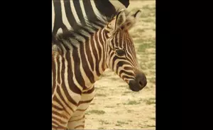 Cape May Zoo Looks For Help in Naming New Baby Zebra