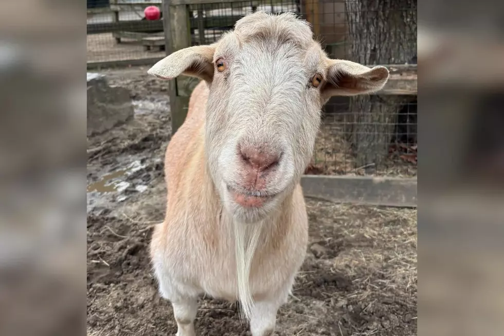 Meet Clyde: The Cape May Zoo’s Senior Goat Who Is Officially Everyone’s Mood