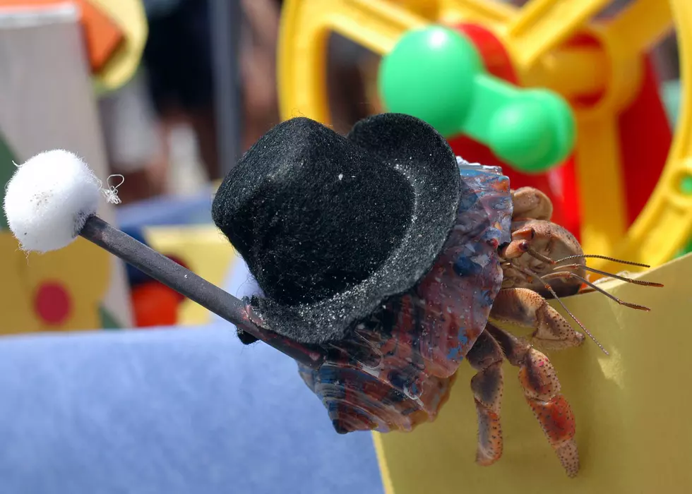 PETA Protests Long-Time Ocean City Hermit Crab Event (PHOTOS)