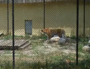 Police Deny Report of Loose Tiger in Township