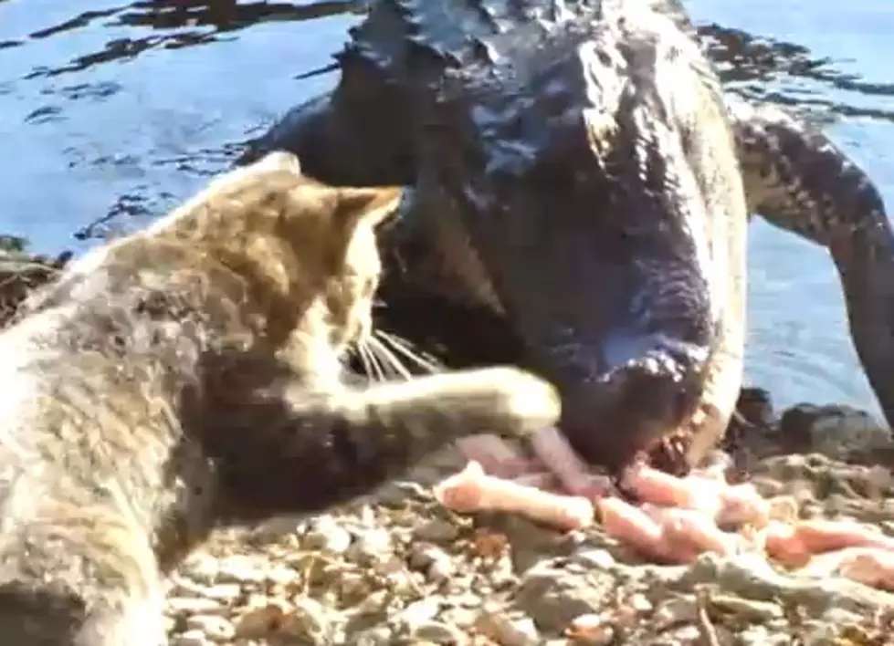 Fearless Feline Fights Off Alligator [VIDEO]