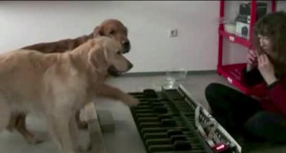 Today’s Attack On My Self-Esteem? Dogs Play Piano Better The I Do[VIDEO]