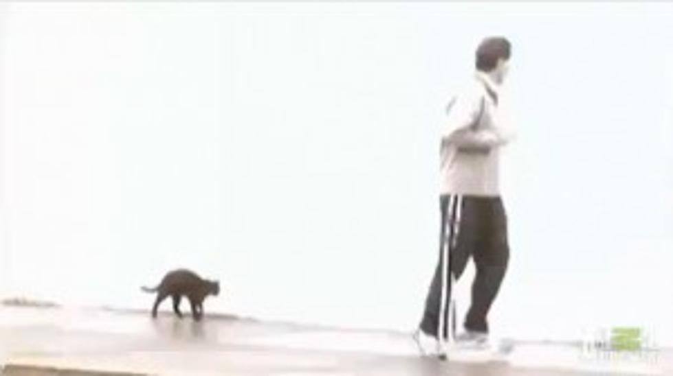 Pet Video Of The Week: Jersey Shore Jogging Cat