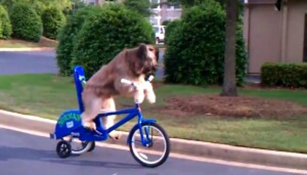 Here’s Something You don’t See Every Day…a Dog Riding a Bike![VIDEO]