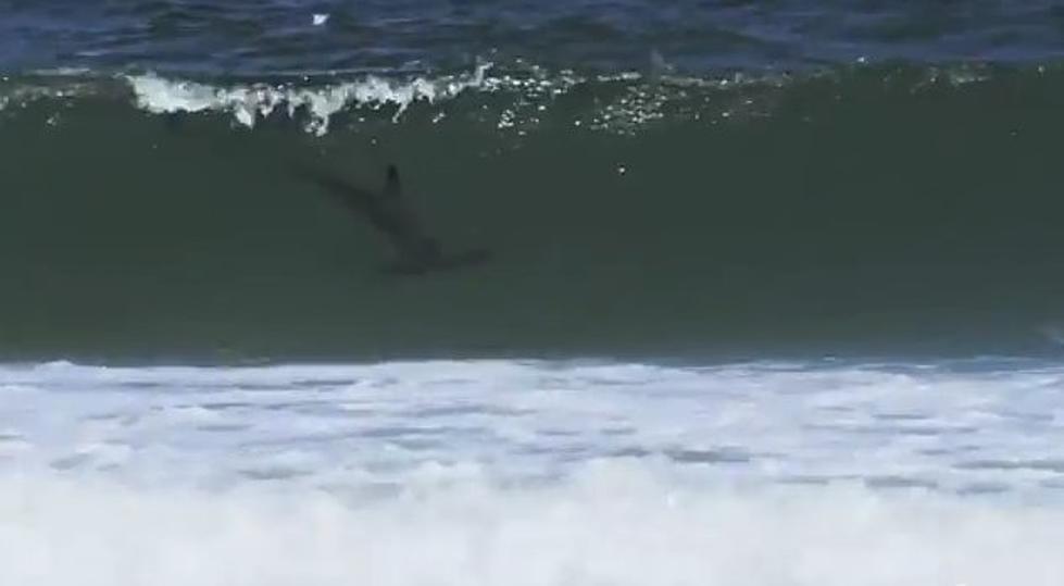 Hammerhead Shark Video at Island Beach the Latest in a String of Sightings [VIDEO]