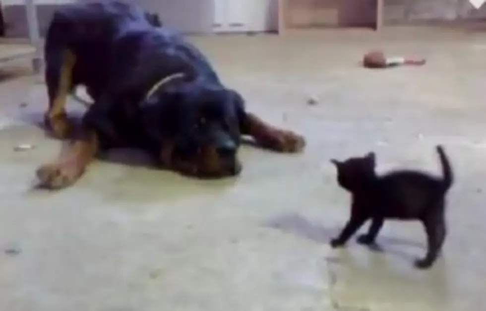 See the Talking Cat &#038; 75 Other Funny Cat Videos