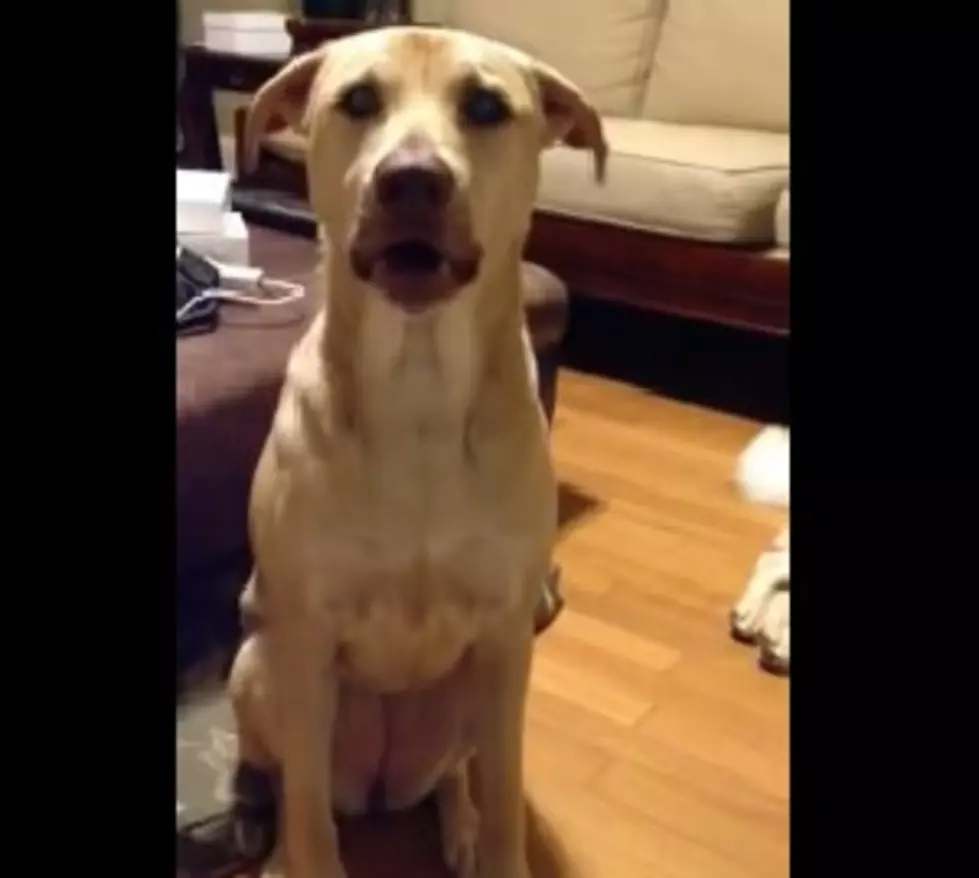 And Now…A Dog That Says ‘I Love You’ [VIDEO]
