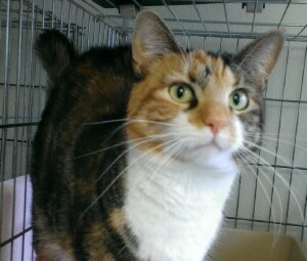 Pet of the Week: Coco the Calico Cat