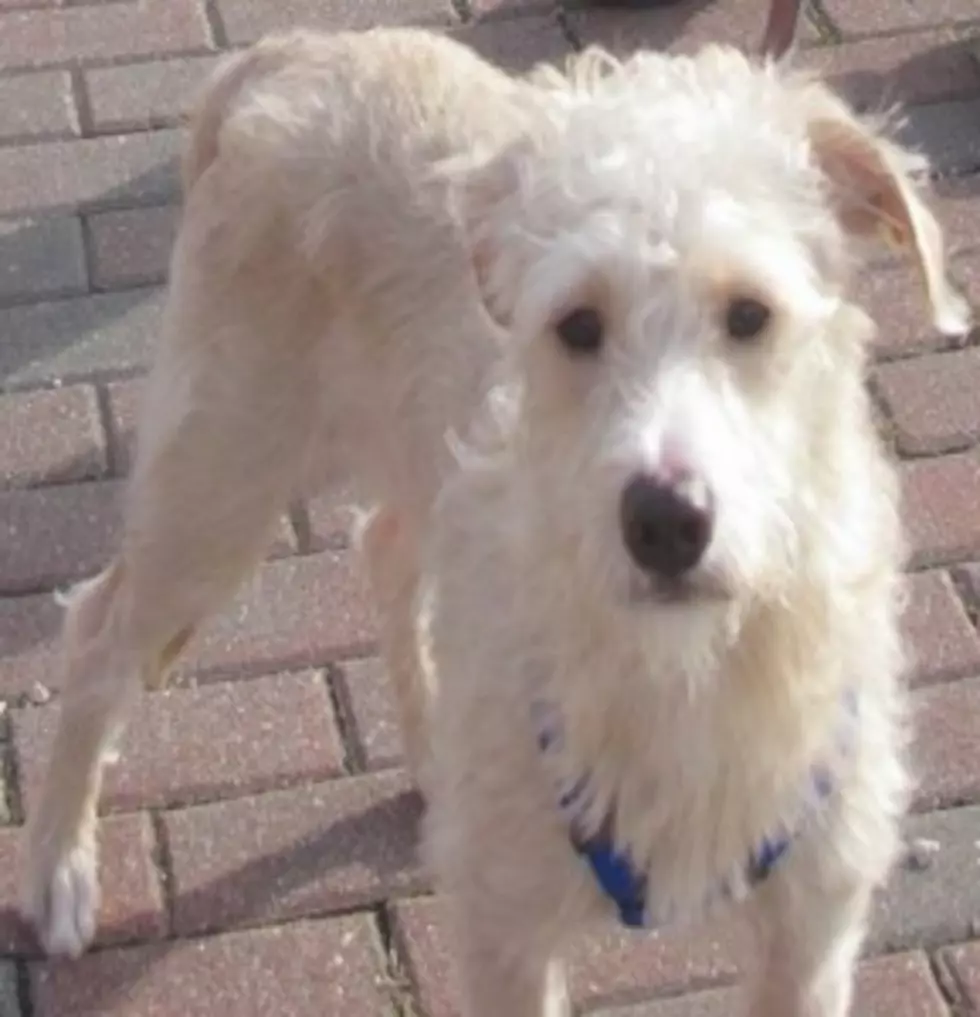 Pet of the Week: Cody is a Yorkie/ Poodle Mix