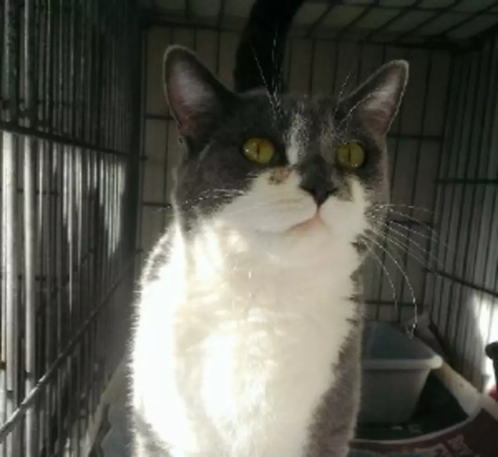 Pet of the Week: Duchess the Cat