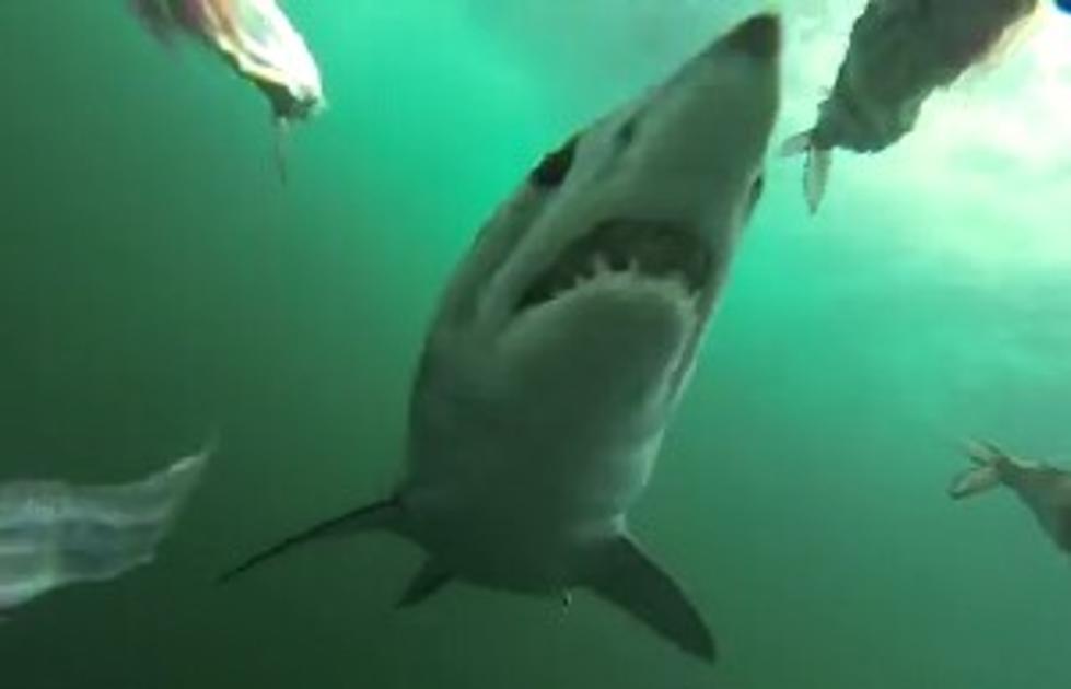 Shark Caught on Camera Taking the Bait