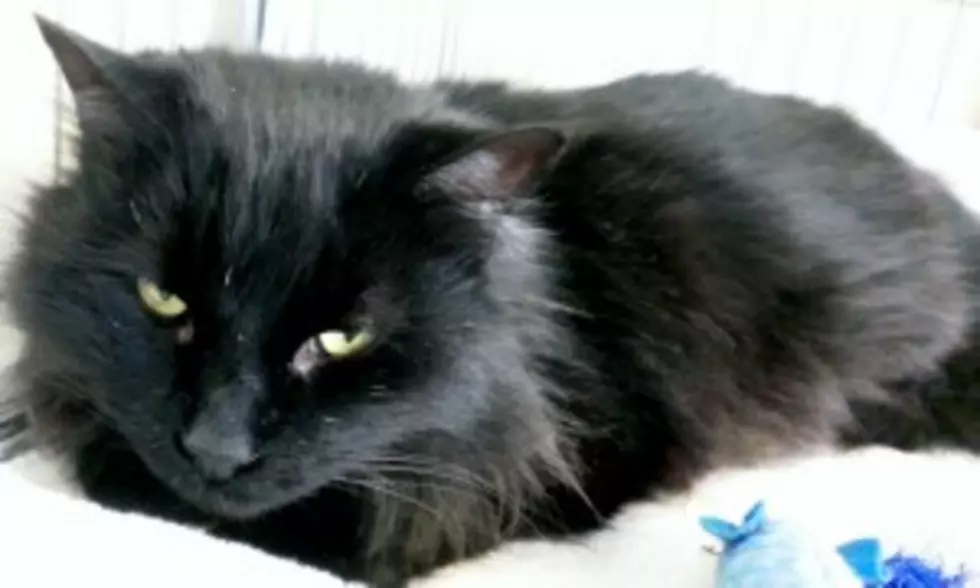Pet of the Week: ‘Awesome’ Dawson the Cat Loves to Be Loved