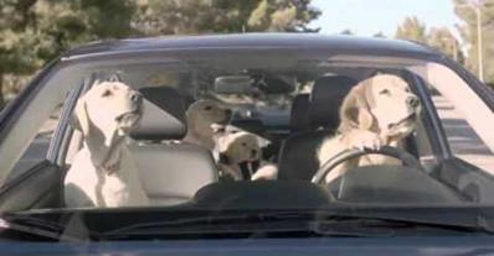 Road-Tripping Dogs [VIDEO]