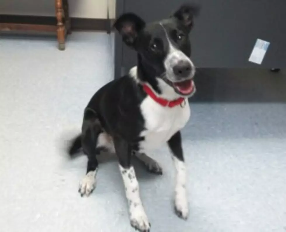 Pet of the Week: Berkley, a Border Collie Mix Puppy