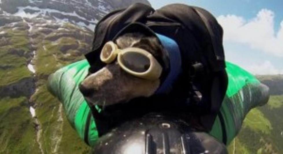 Are You Ready for the World&#8217;s First Base Jumping Dog? [VIDEO]