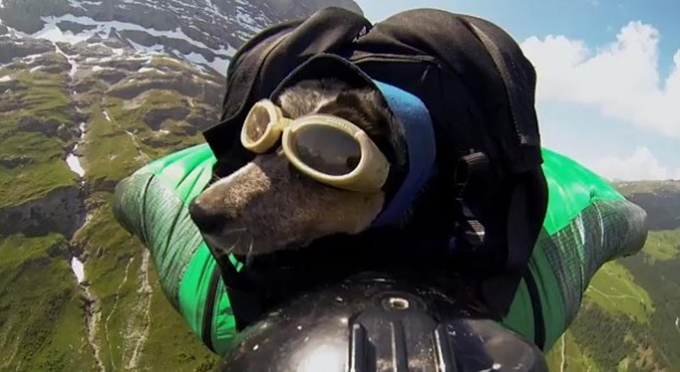 Are You Ready for the World’s First Base Jumping Dog? [VIDEO]