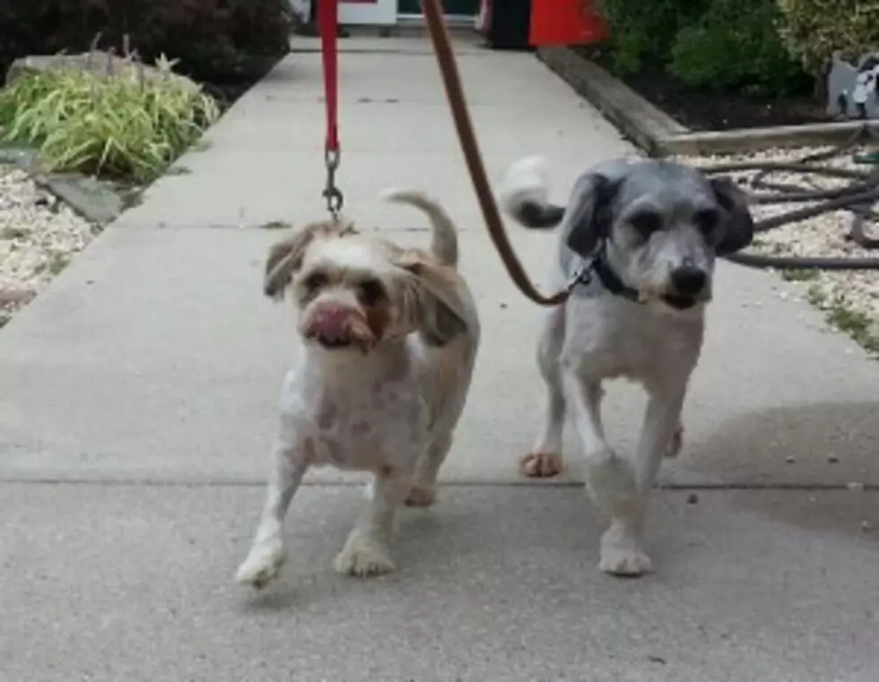 Pet(s) of the Week: Adopt Best Friends Sarah and Gracie Together
