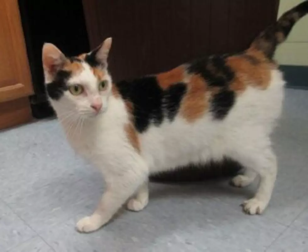 Pet of the Week: Patches is Looking for Her Forever Home