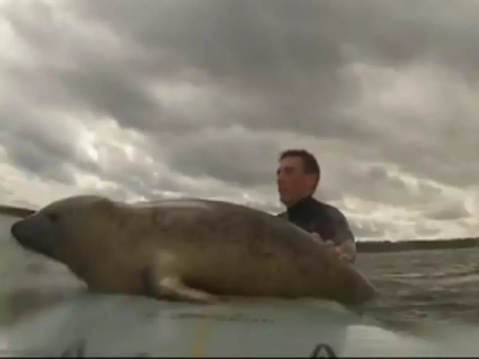 Baby Seal Goes Surfing [VIDEO]