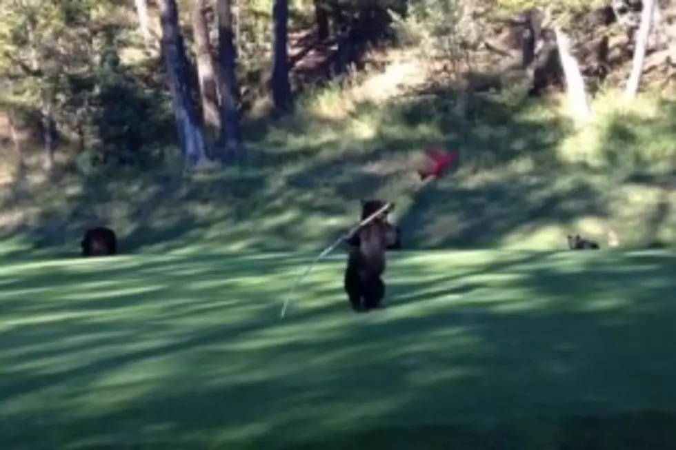 Baby Bear Having a Blast on a Golf Course [VIDEO]