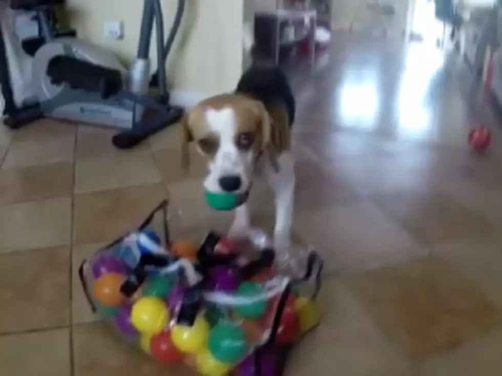 Here&#8217;s What Happens When a Dog Has A Bag Full of Balls [VIDEO]