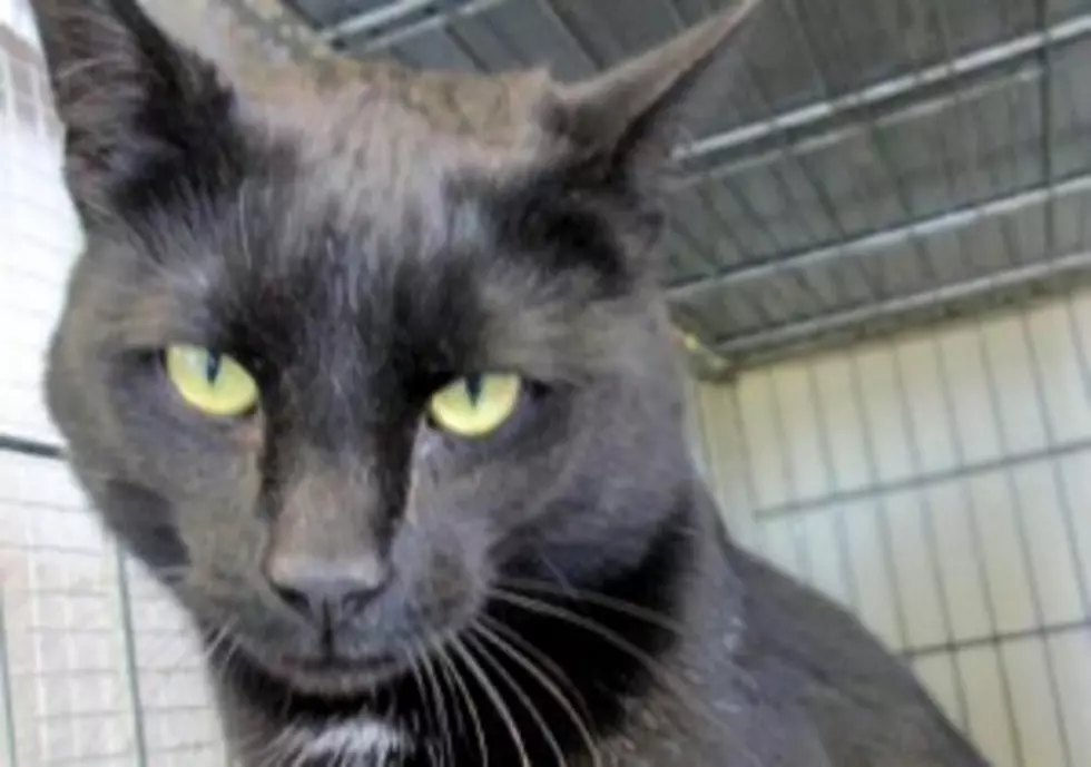Pet of the Week: &#8216;Famous Amos&#8217; is the Kitty King of Headbutts!
