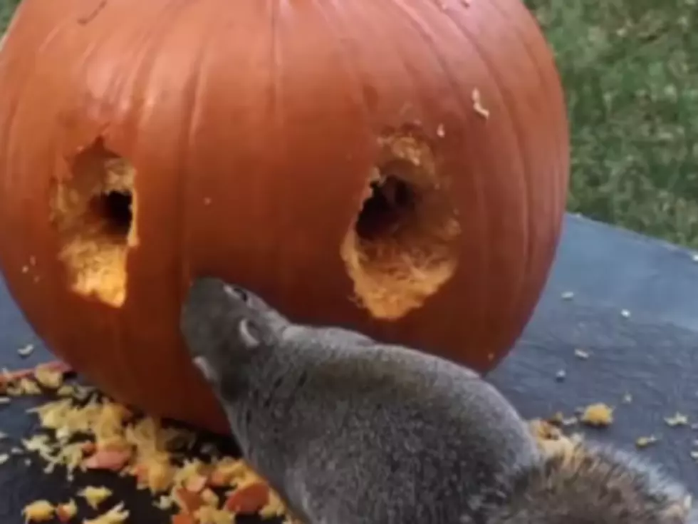 Video of the Week: Squirrels Carve a Pumpkin