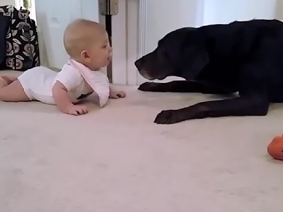 Adorable Baby’s First Crawl With Her Dog [VIDEO]