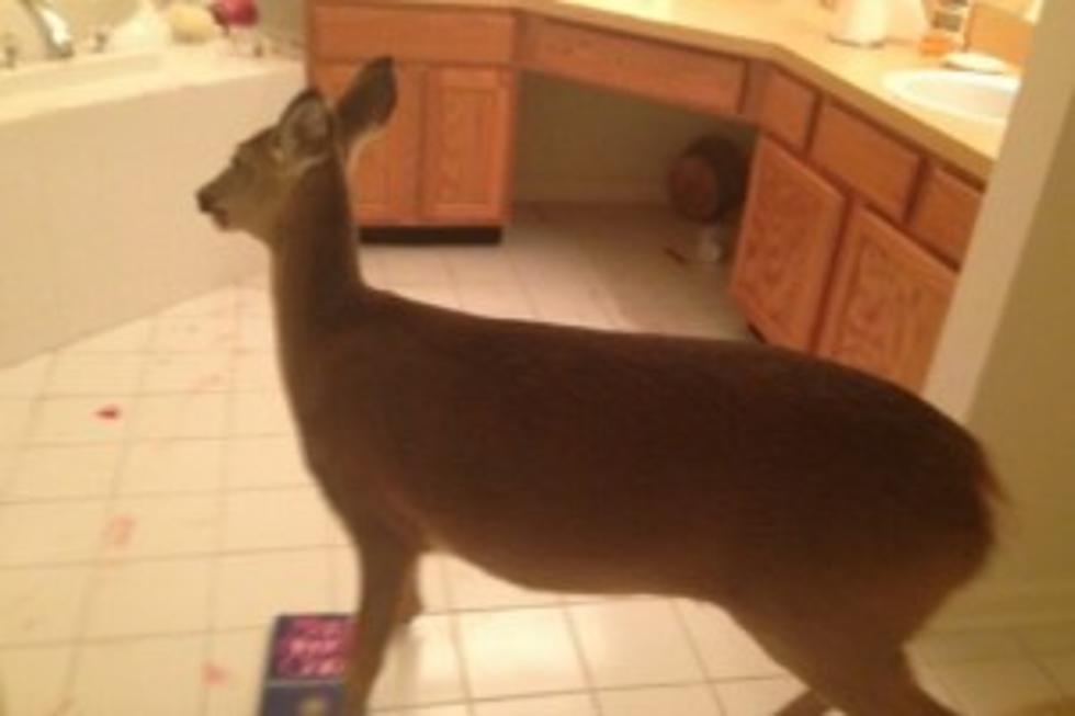 Deer Pays A Visit to Galloway Home [VIDEO]