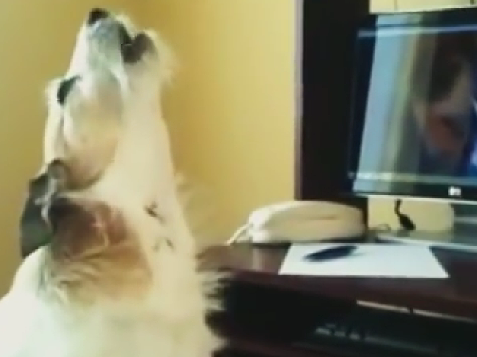 Dogs Chat With Owners On Skype  [VIDEO]