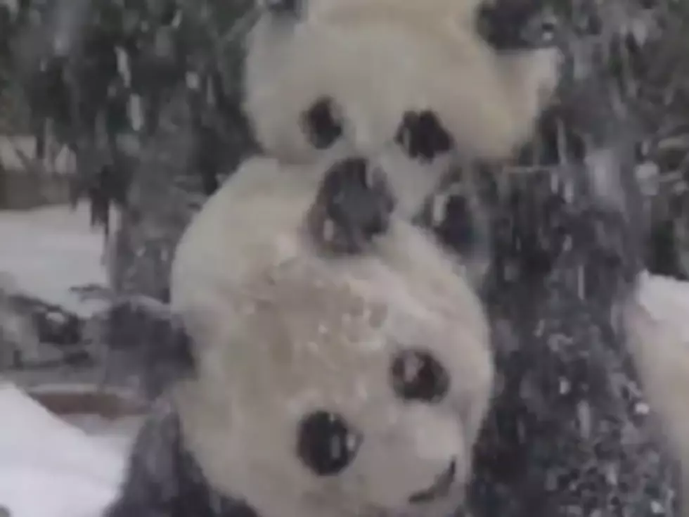 Baby Panda Enjoys First Snow [VIDEO]