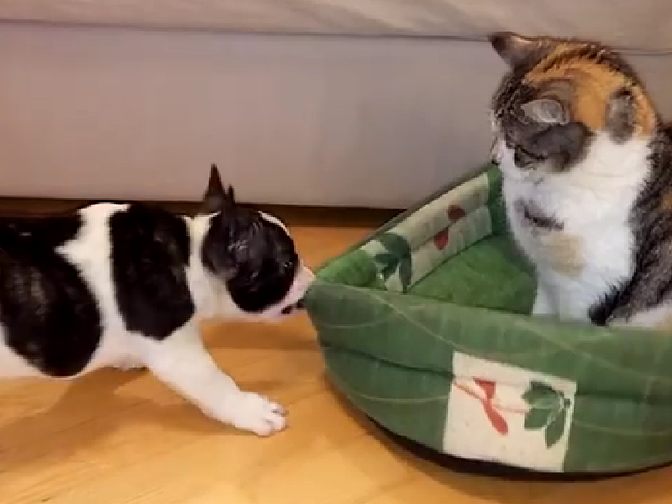 Puppy Tries to Get His Bed Back [VIDEO]