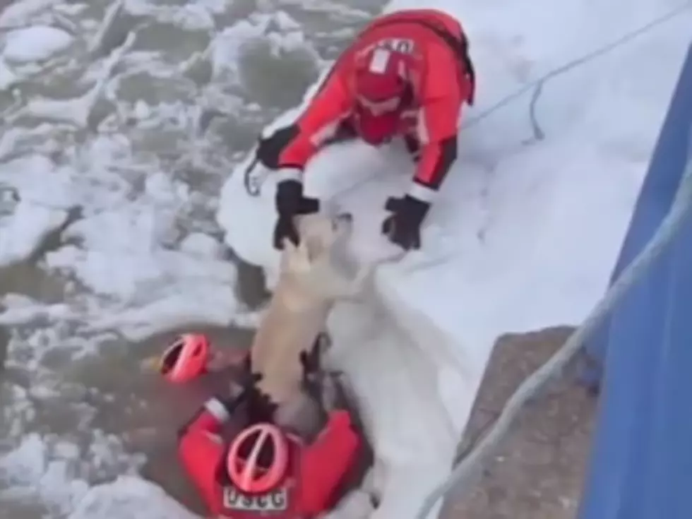 Dramatic Dog Rescue [VIDEO]