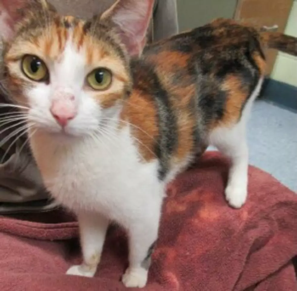 Pet of the Week: Everyone Likes Ginger! This Calico is a Crowd Pleaser