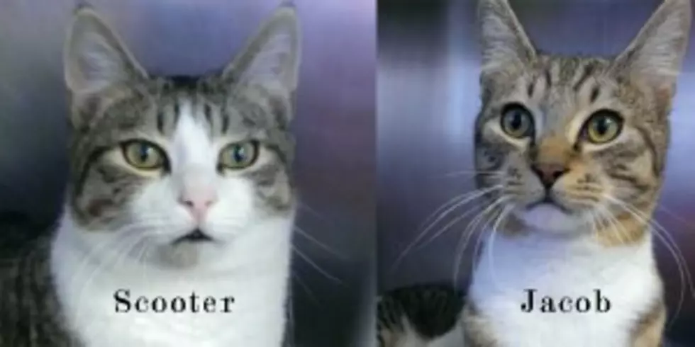 Pets of the Week: 8-Month-Old Kitten Brothers Need a Good Home Together