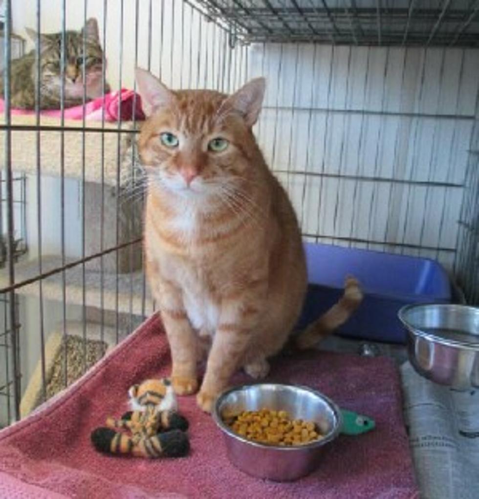 Pet of the Week: Tiger is Shy, Lovable & Large